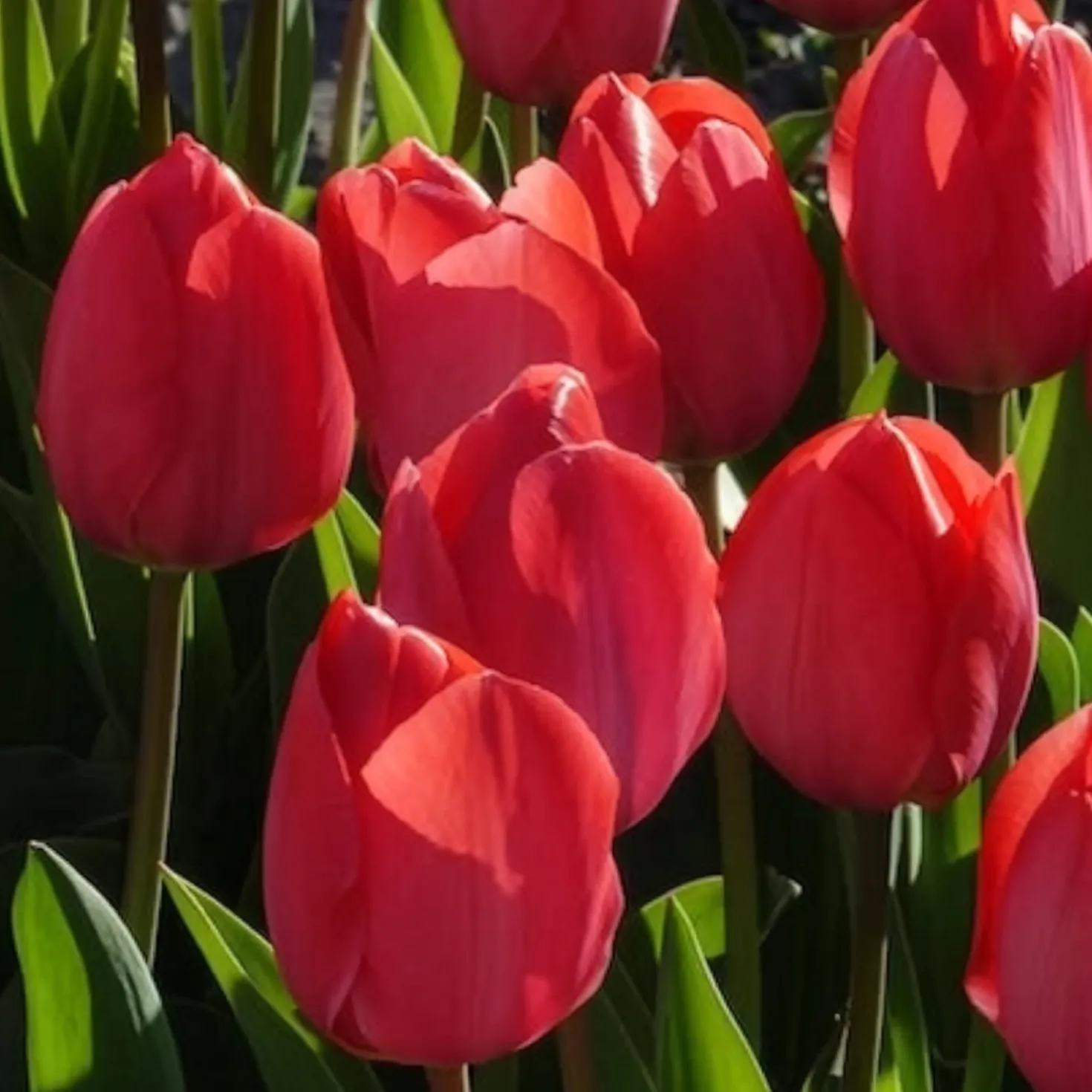 Tulpen 'Van Eijk' (x10) - Kräftiges Rosa im Frühling