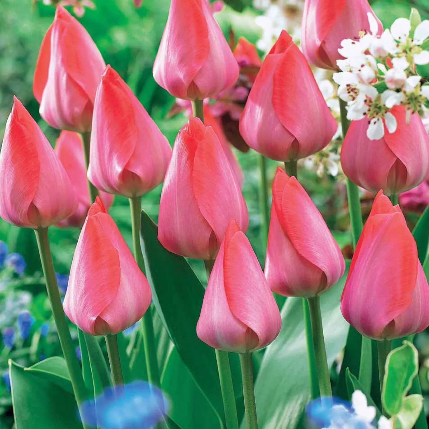 Tulpen 'Van Eijk' (x10) - Kräftiges Rosa im Frühling