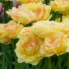 Tulpen Vaya con Dios - Sonnengelb im Beet