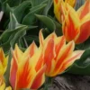 Tulpen Winnipeg (x10) - Leuchtend rote Frühlingsblüte