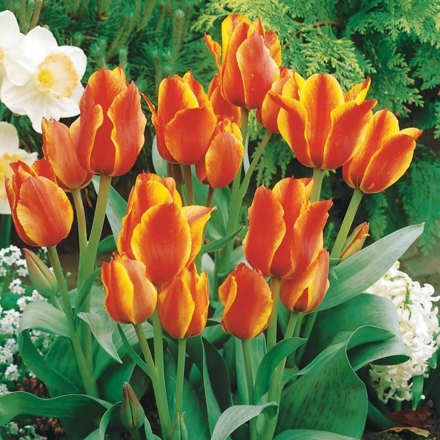 Tulpen Winnipeg (x10) - Leuchtend rote Frühlingsblüte