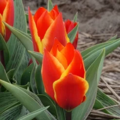 Tulpen Winnipeg (x10) - Leuchtend rote Frühlingsblüte