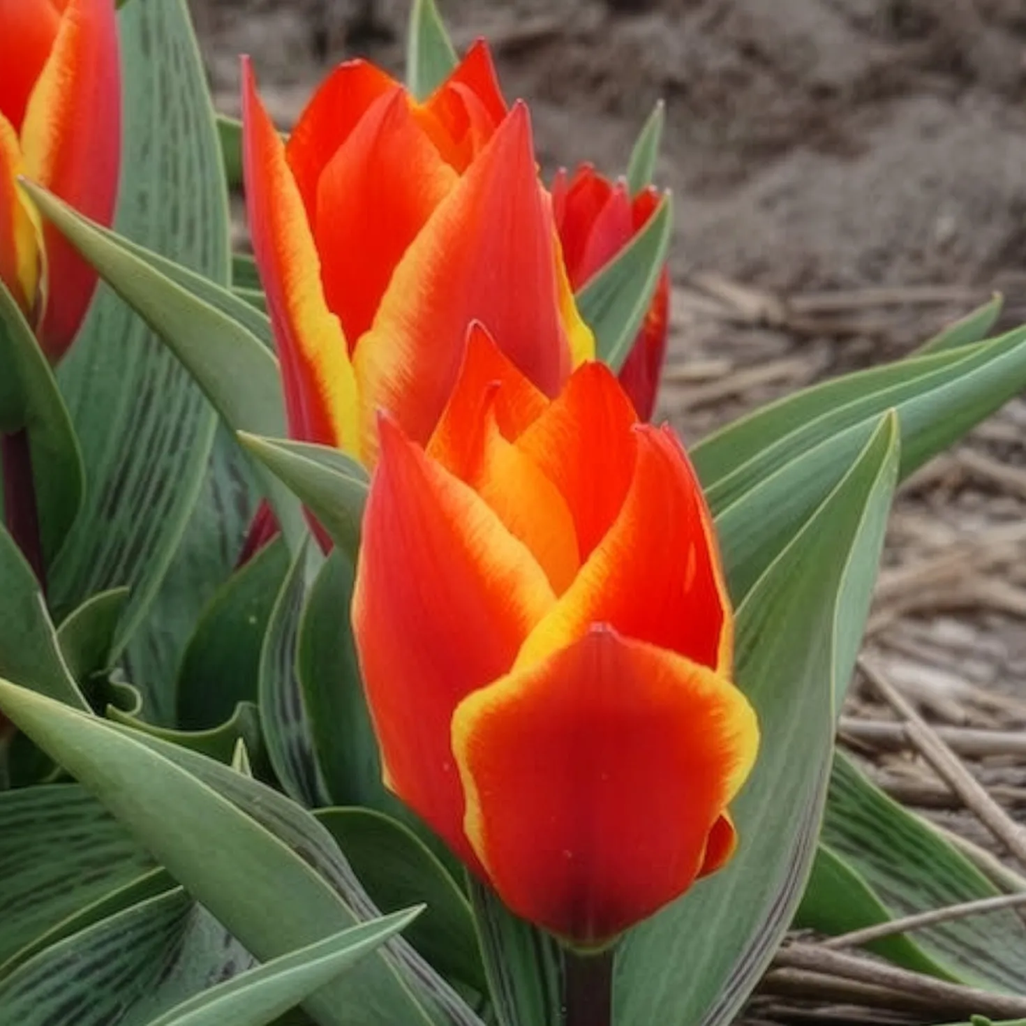 Tulpen Winnipeg (x10) - Leuchtend rote Frühlingsblüte