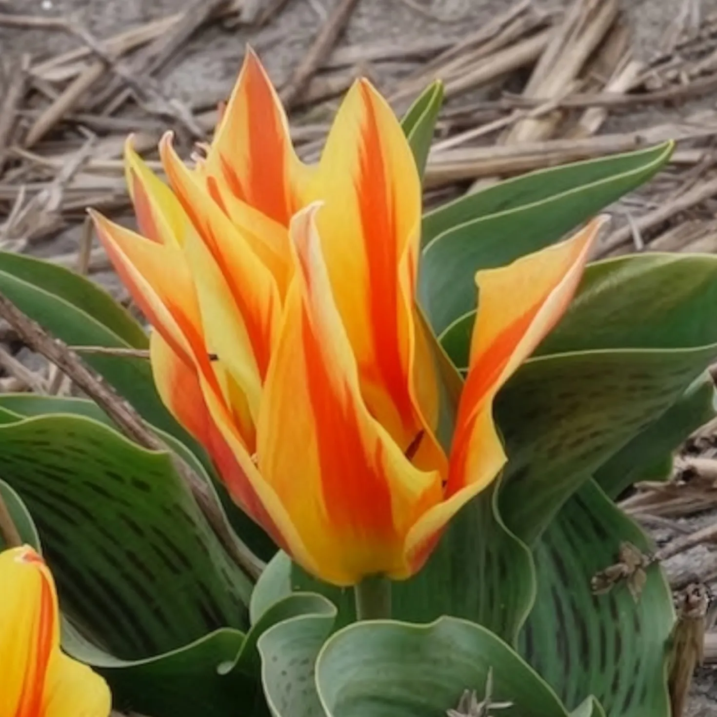 Tulpen Winnipeg (x10) - Leuchtend rote Frühlingsblüte