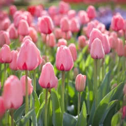 Tulpe Pink Impression - Kräftiges Rosa im Frühling