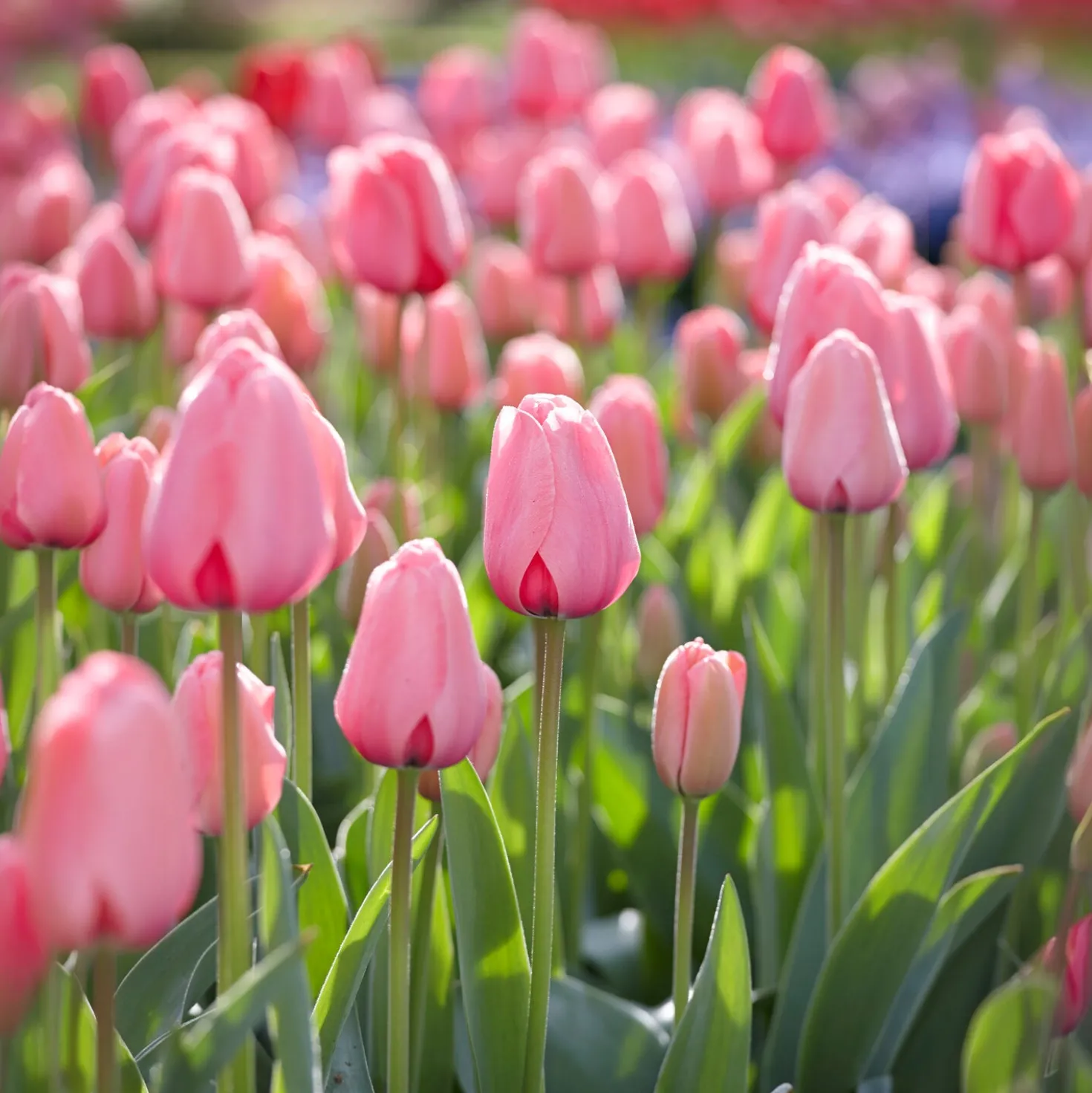 Tulpe Pink Impression - Kräftiges Rosa im Frühling
