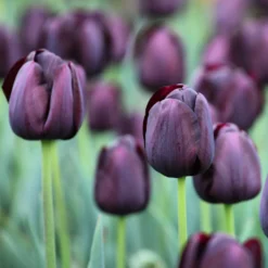 Tulpe Queen of Night - Fast schwarz, echt elegant