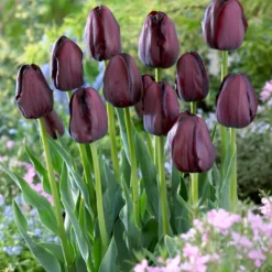 Tulpe Queen of Night - Fast schwarz, echt elegant