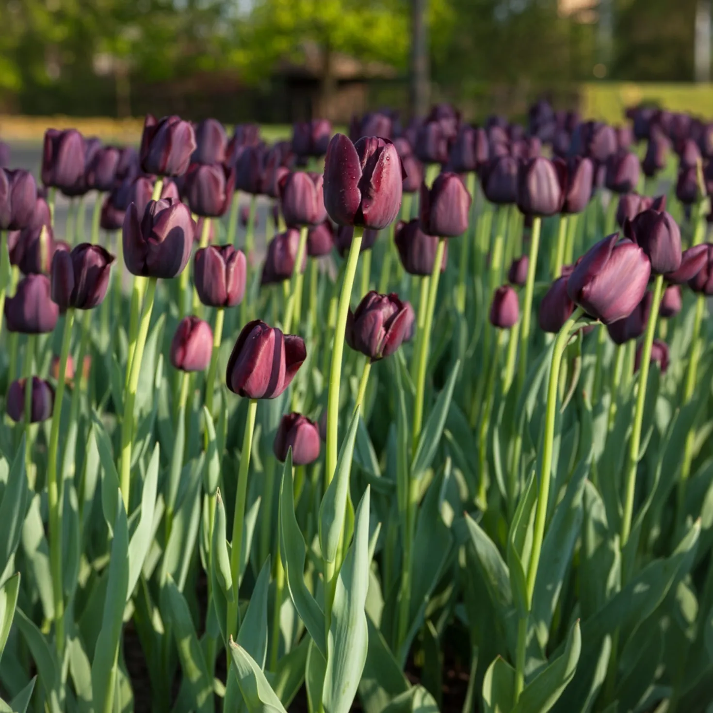 Tulpe Queen of Night - Fast schwarz, echt elegant