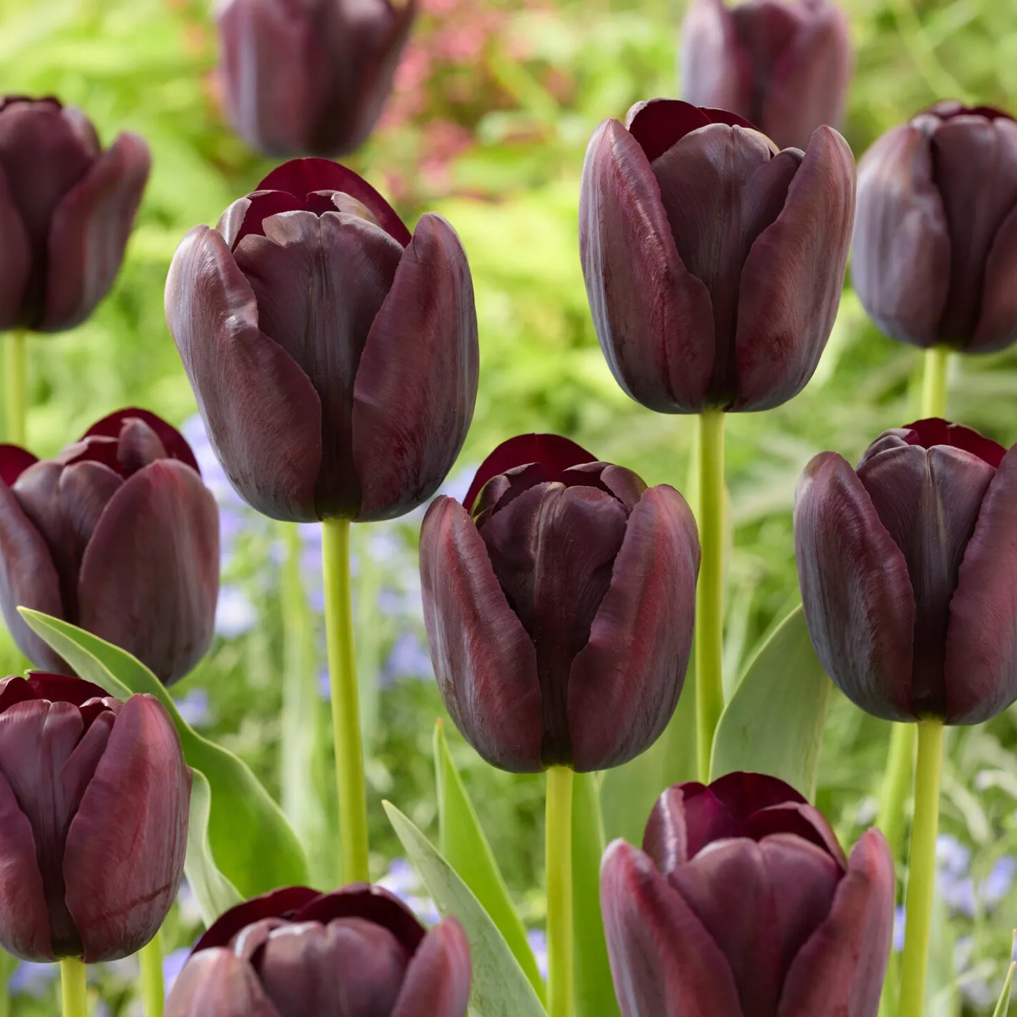Tulpe Queen of Night - Fast schwarz, echt elegant