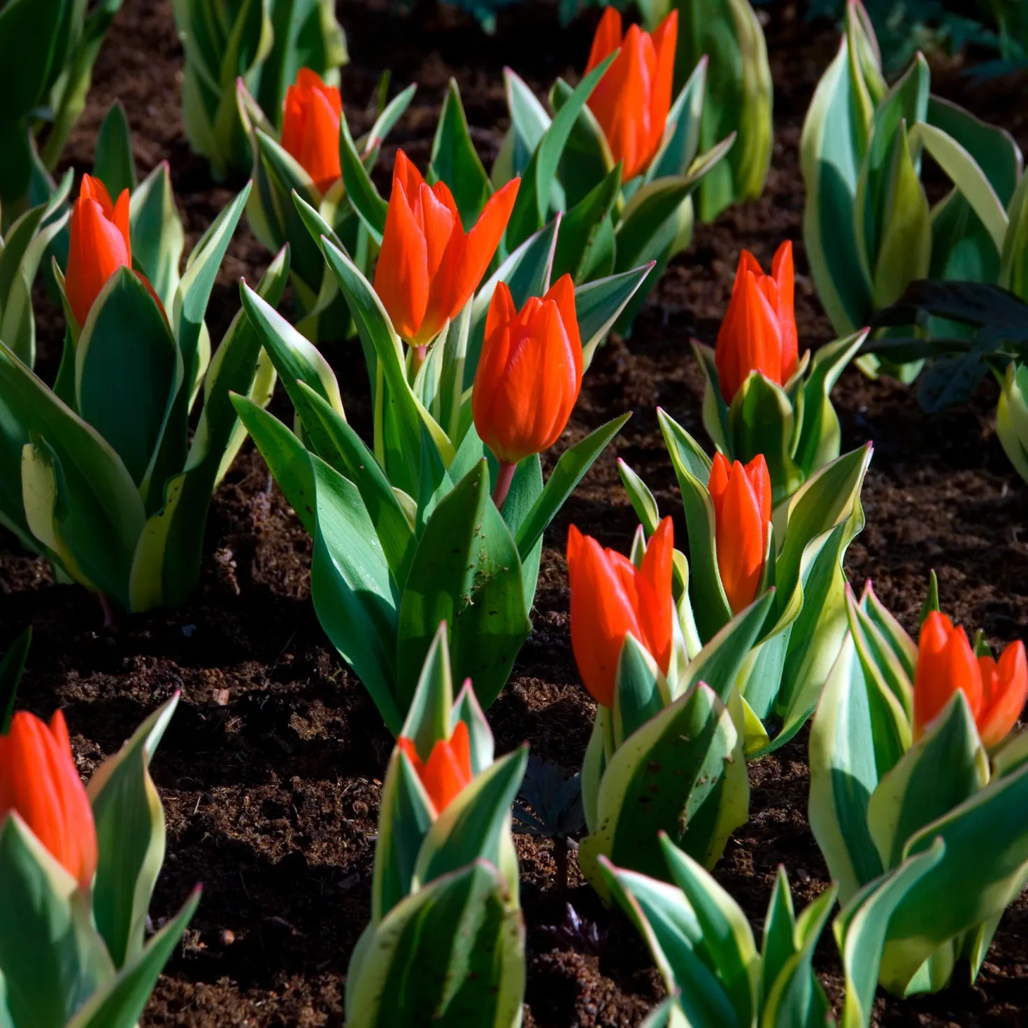 Tulpe Unicum - Panaschiert und mehrjährig