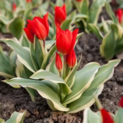Tulpe Unicum - Panaschiert und mehrjährig