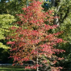 Tupelobaum - Feuerrote Herbstpracht