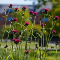 Ufer-Cirse - Fuchsia, das Bienen liebt