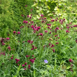 Ufer-Cirse - Fuchsia, das Bienen liebt