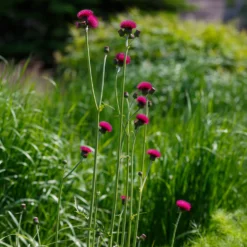 Ufer-Cirse - Fuchsia, das Bienen liebt