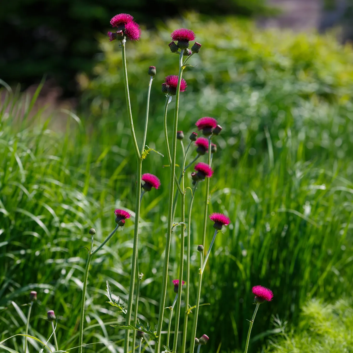 Ufer-Cirse - Fuchsia, das Bienen liebt