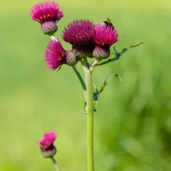 Ufer-Cirse - Fuchsia, das Bienen liebt