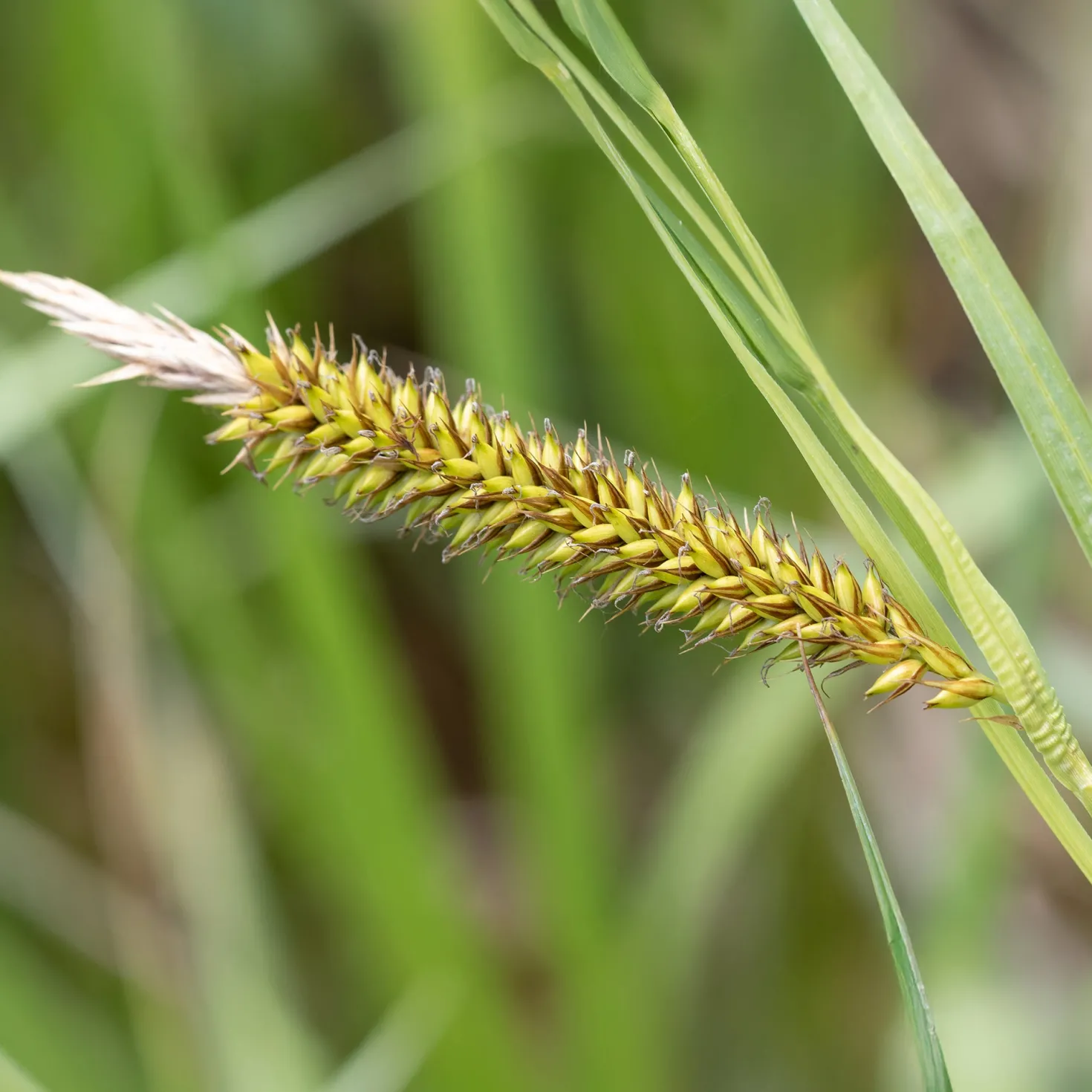 Ufersegge Carex - Grün am Teich das ganze Jahr