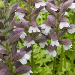 Ungarischer Bärenklau ‘White Lips’ - Elegante Blüten den Sommer über