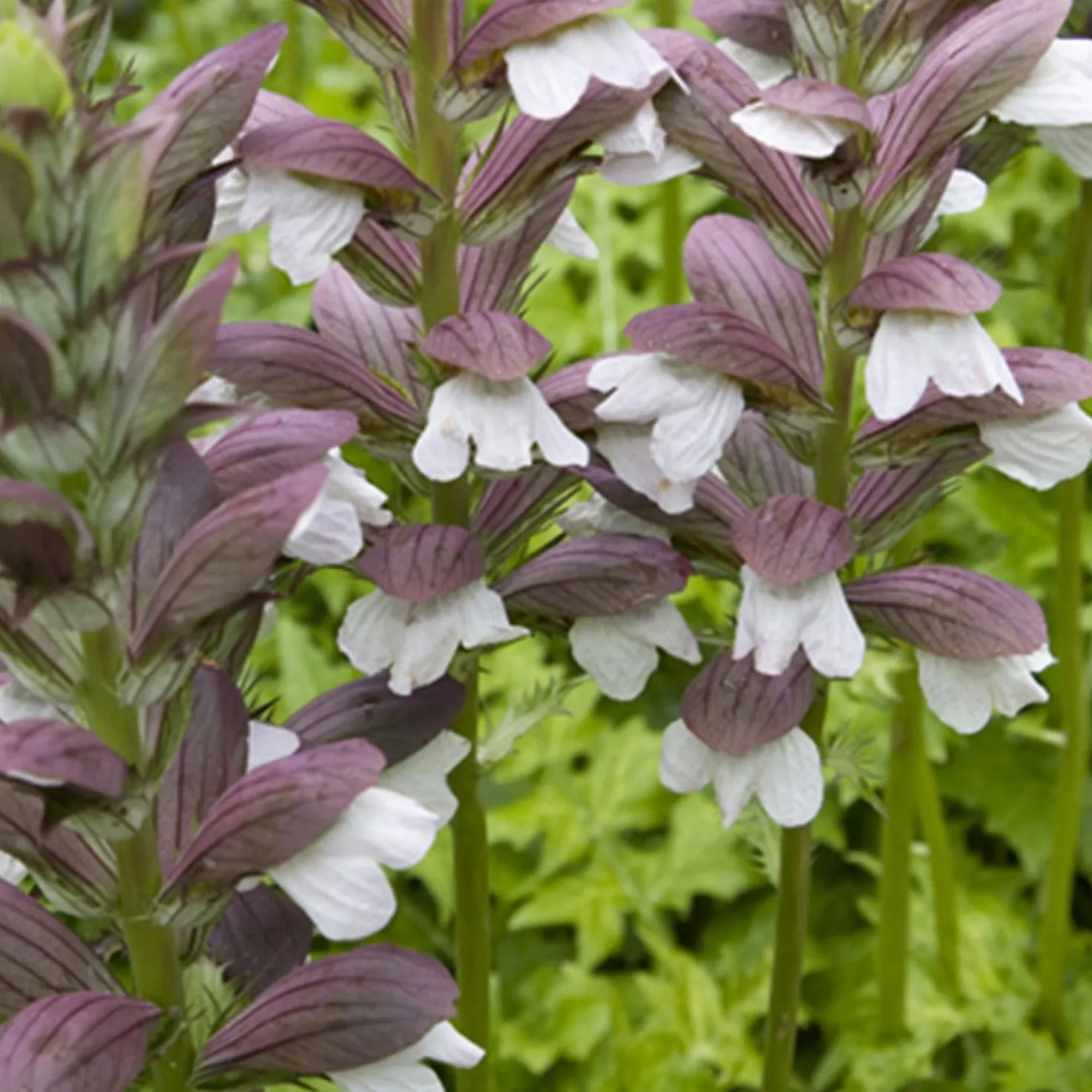 Ungarischer Bärenklau ‘White Lips’ - Elegante Blüten den Sommer über