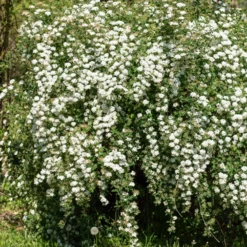 Vanhouttes Spiere - Weiße Blütenkaskade im Mai