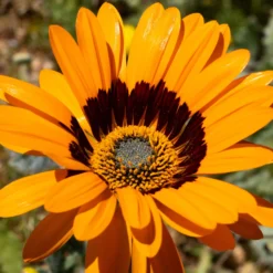 Venidium 'Prince of Orange' - Leuchtend Orange den ganzen Sommer