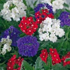 Verbenen Mischung Rot/Weiß/Blau (x3) - Sofort bunt, ganz einfach