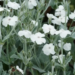 Vexiernelken Alba - Weiße Blüten, silbriges Laub