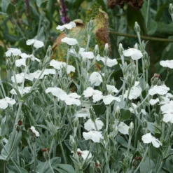 Vexiernelken Alba - Weiße Blüten, silbriges Laub