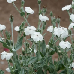 Vexiernelken Alba - Weiße Blüten, silbriges Laub