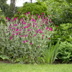 Vexiernelke - Silbriges Laub, pinke Blüten