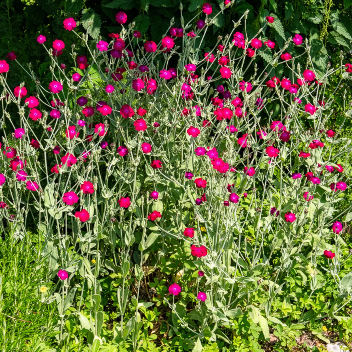 Vexiernelke - Silbriges Laub, pinke Blüten