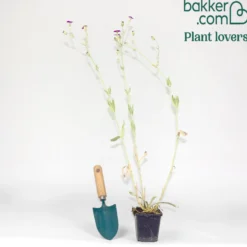 Vexiernelke - Silbriges Laub, pinke Blüten