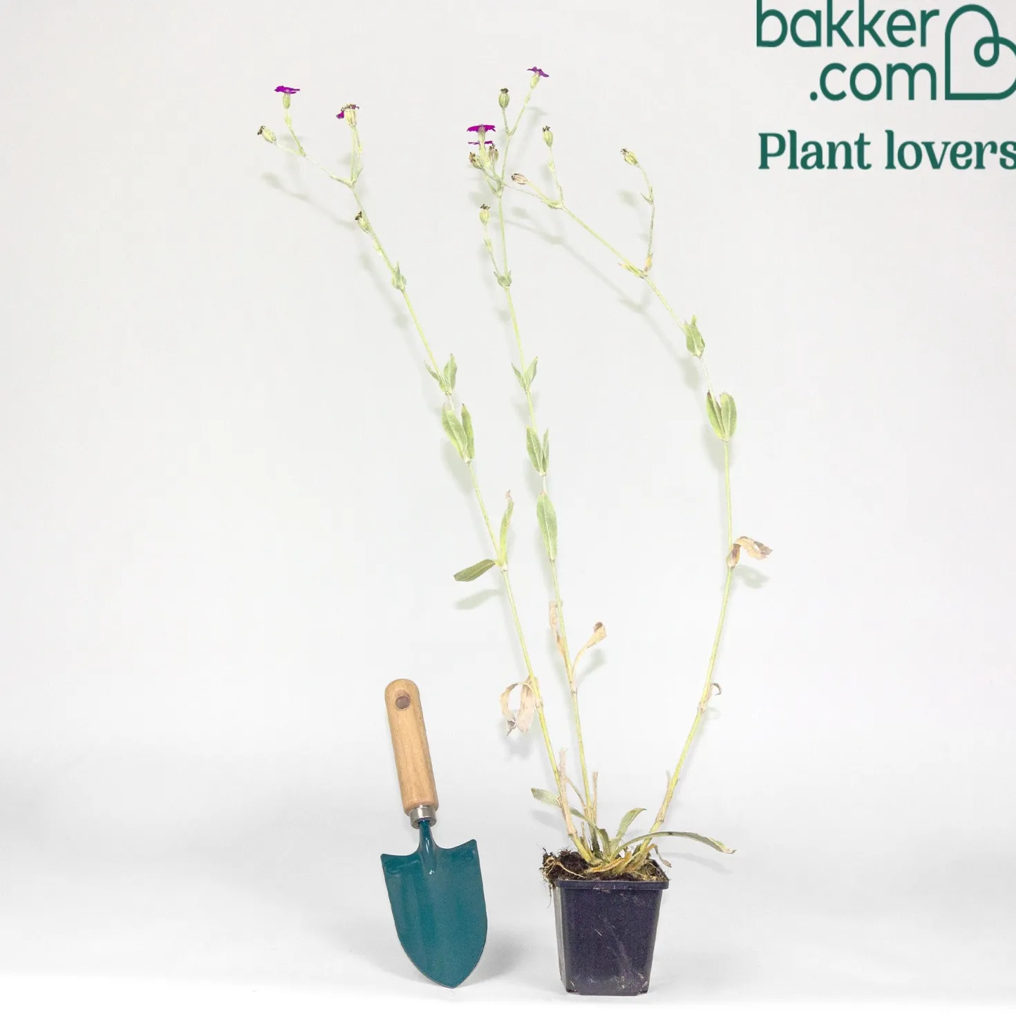 Vexiernelke - Silbriges Laub, pinke Blüten