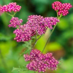 Vielblättrige Garbe Cassis - Dunkelrote Blüten den ganzen Sommer