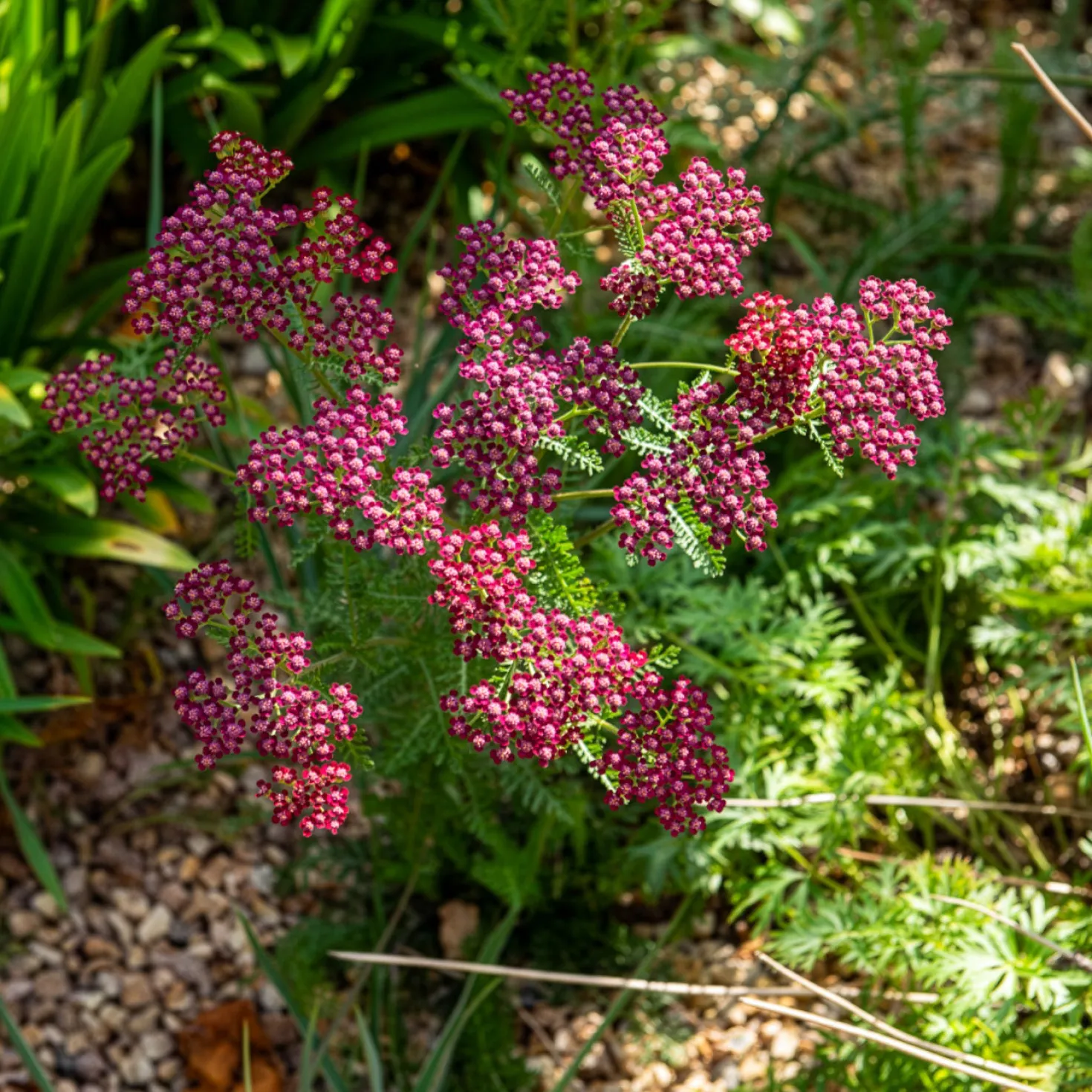 Vielblättrige Garbe Cassis - Dunkelrote Blüten den ganzen Sommer