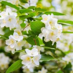 Vier-Jahreszeiten-Hecke (x6) - Blüht zu jeder Jahreszeit