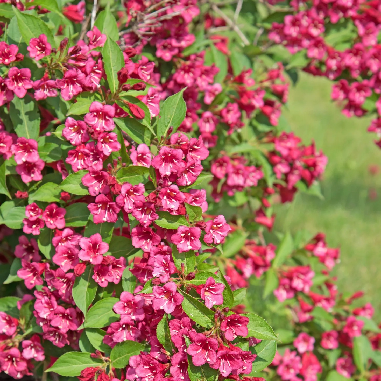 Vier-Jahreszeiten-Hecke (x6) - Blüht zu jeder Jahreszeit