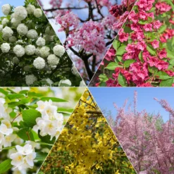 Vier-Jahreszeiten-Hecke (x6) - Blüht zu jeder Jahreszeit
