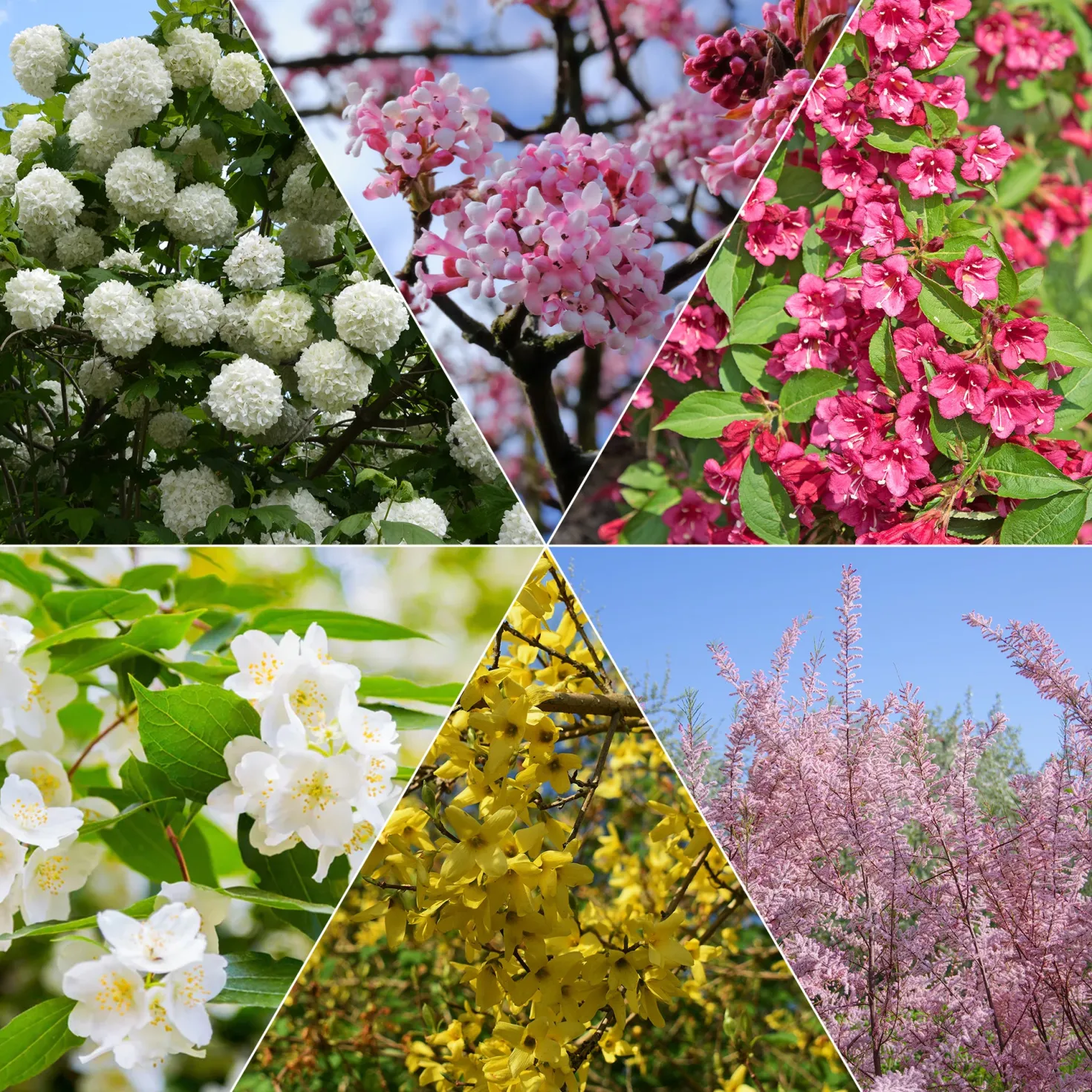 Vier-Jahreszeiten-Hecke (x6) - Blüht zu jeder Jahreszeit