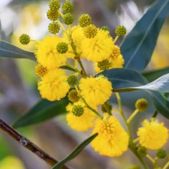 Vier-Jahreszeiten-Mimose - Duftende Blüten fast das ganze Jahr