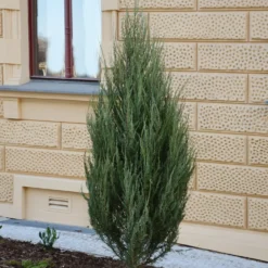 Virginischer Wacholder Blue Arrow - Schmale Säule, große Wirkung