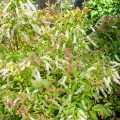 Virginische Scheineller ‘Henry’s Garnet’ - Roter Herbst, weiße Blüte