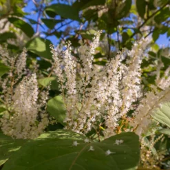 Virginische Scheineller ‘Henry’s Garnet’ - Roter Herbst, weiße Blüte