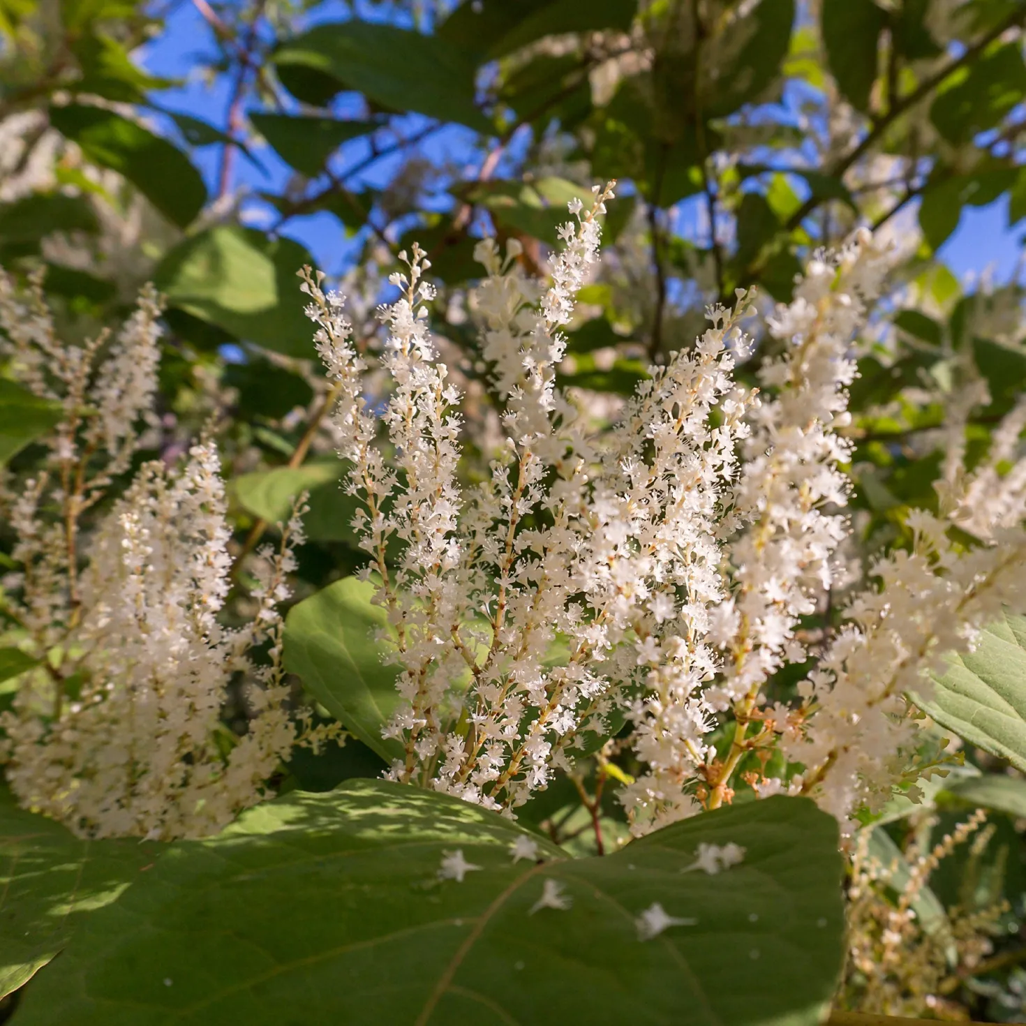 Virginische Scheineller ‘Henry’s Garnet’ - Roter Herbst, weiße Blüte