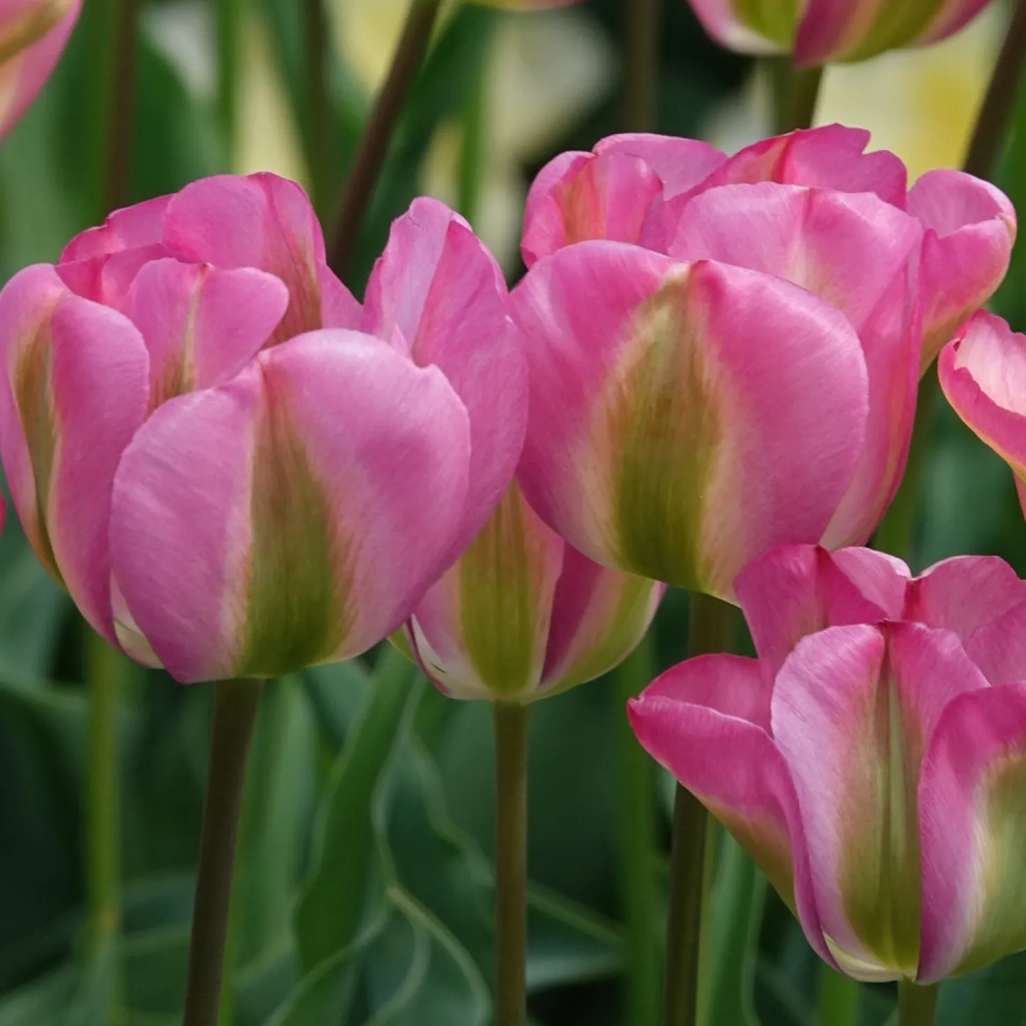 Viridiflora-Tulpen Groenland - Rosa-grüne Blüten im Frühling