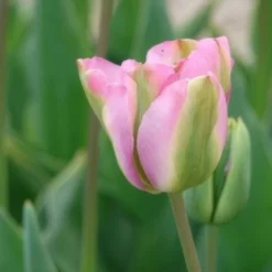 Viridiflora-Tulpen Groenland - Rosa-grüne Blüten im Frühling
