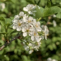 Vogelkirsche - Weiße Blütenpracht im Frühling