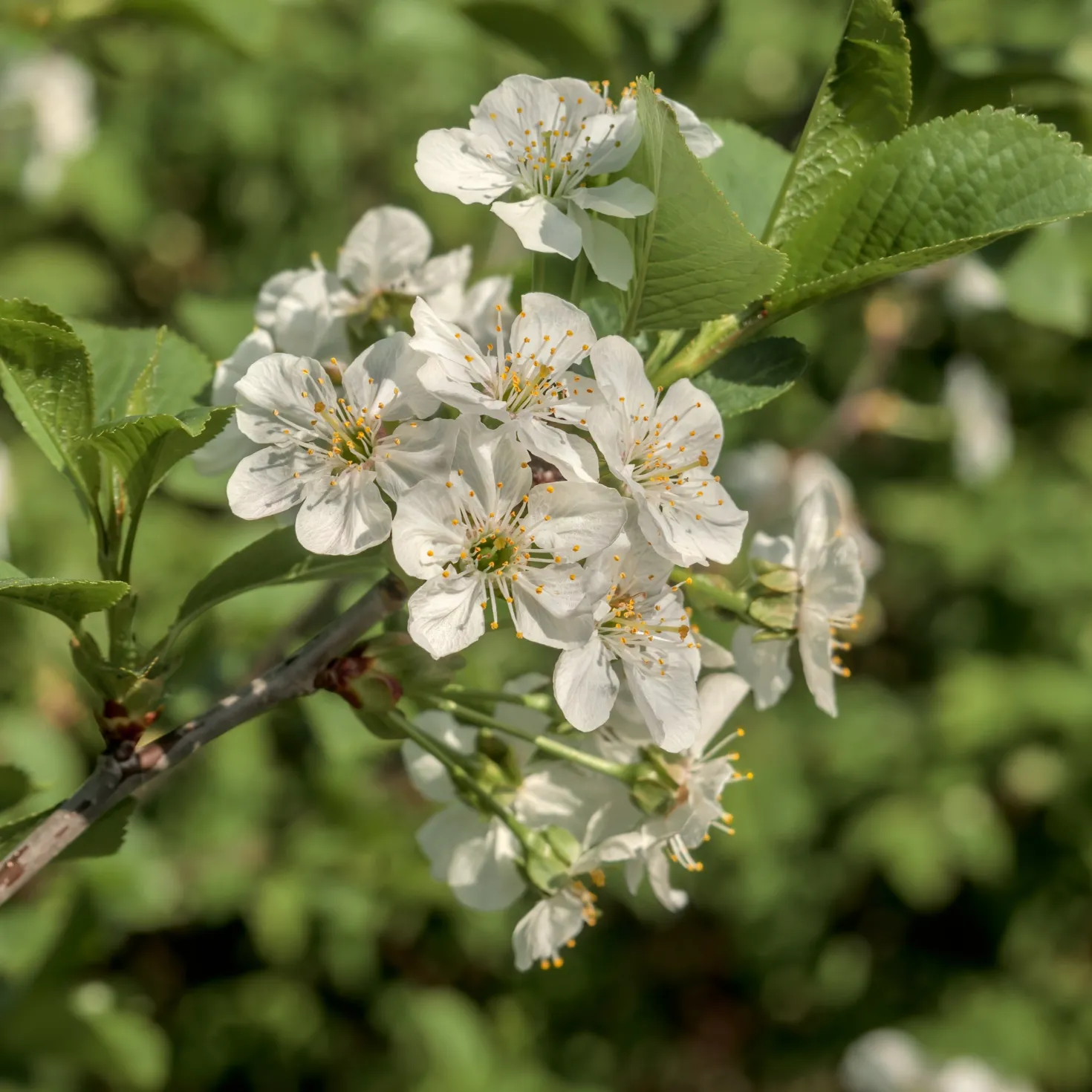 Vogelkirsche - Weiße Blütenpracht im Frühling